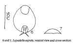 Lepadella apsida