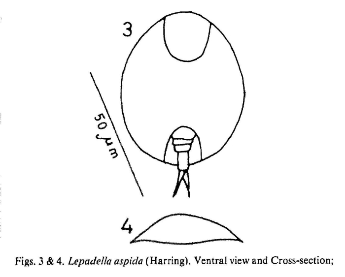 Lepadella apsida Lepadella apsida