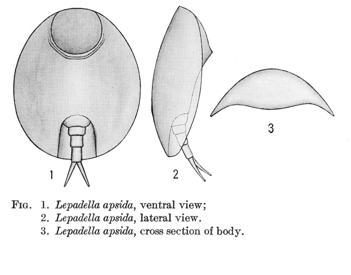 Lepadella apsida - Original description image
