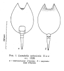 Lepadella astacicola