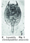 Lepadella astacicola