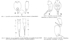 Lepadella astacicola