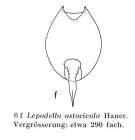Lepadella astacicola