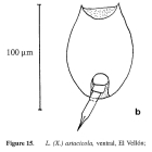 Lepadella astacicola