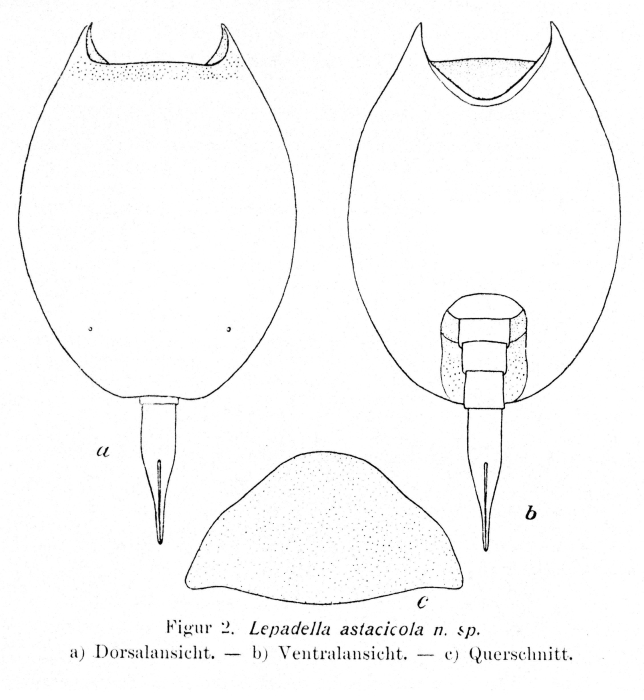 Lepadella astacicola - Original description image