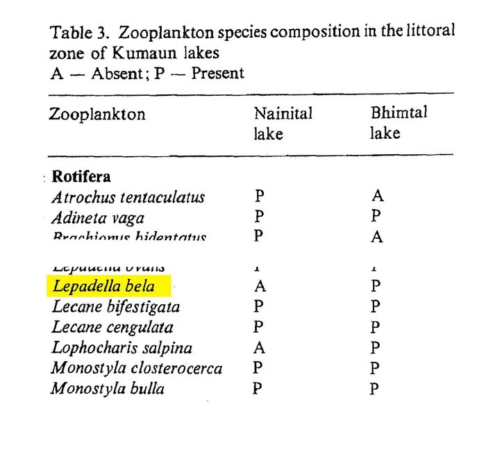 Lepadella bela - Original description image