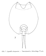 Lepadella benjamini