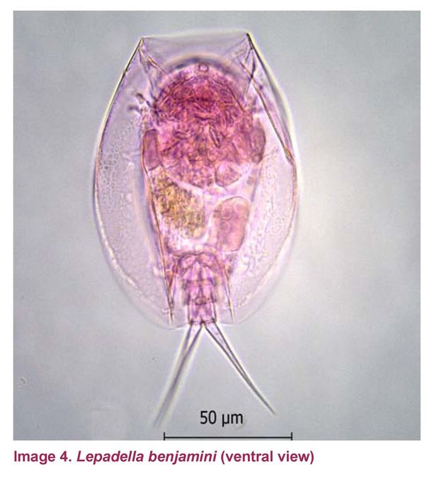 Lepadella benjamini