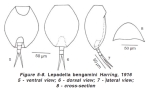 Lepadella benjamini
