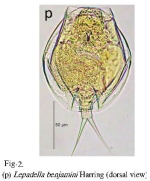Lepadella benjamini