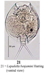 Lepadella benjamini