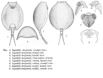 Lepadella benjamini