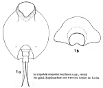 Lepadella benjamini braziliensis - Original description image