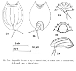 Lepadella berzinsi - Original description image