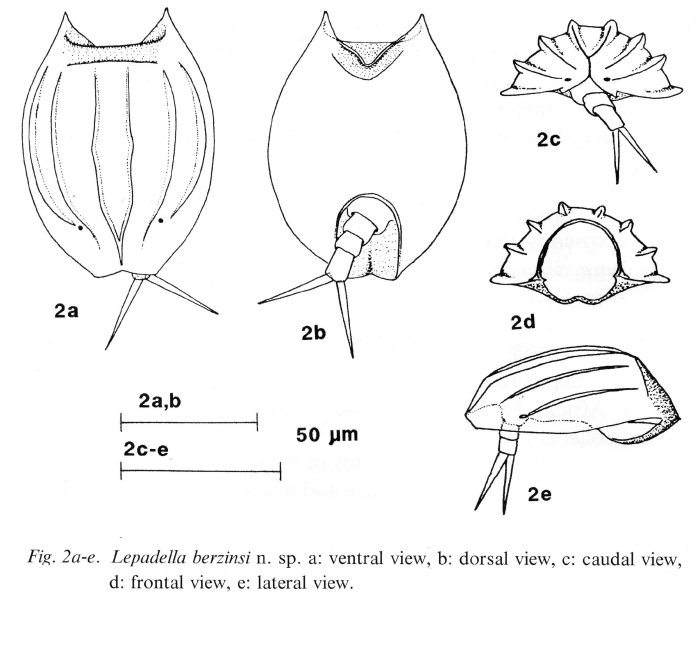 Lepadella berzinsi - Original description image