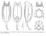 Lepadella beyensi