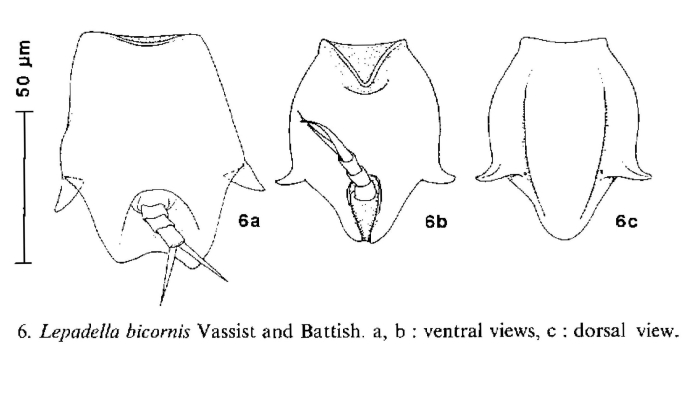 Lepadella bicornis Lepadella bicornis