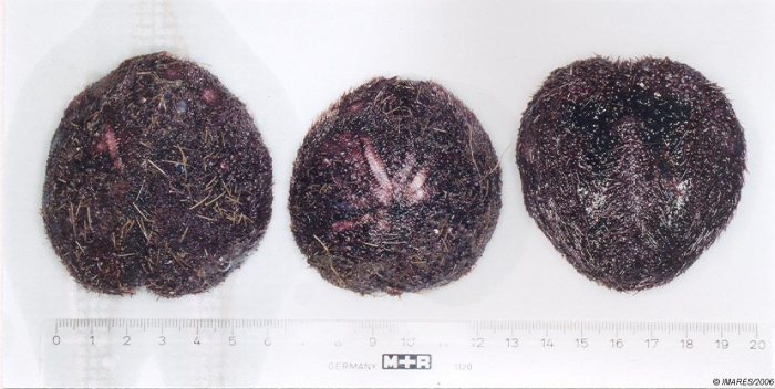 Spatangus sp. Spatangus sp.