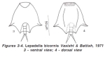Lepadella bicornis