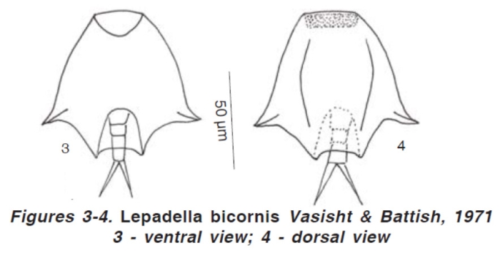 Lepadella bicornis Lepadella bicornis