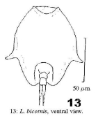 Lepadella bicornis