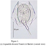 Lepadella bicornis