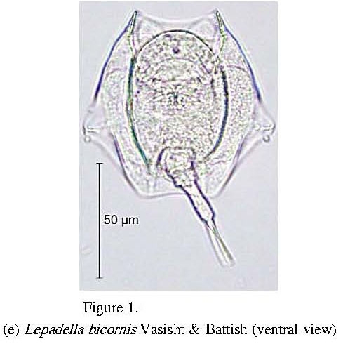 Lepadella bicornis Lepadella bicornis