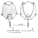 Lepadella bicornis - Original description image