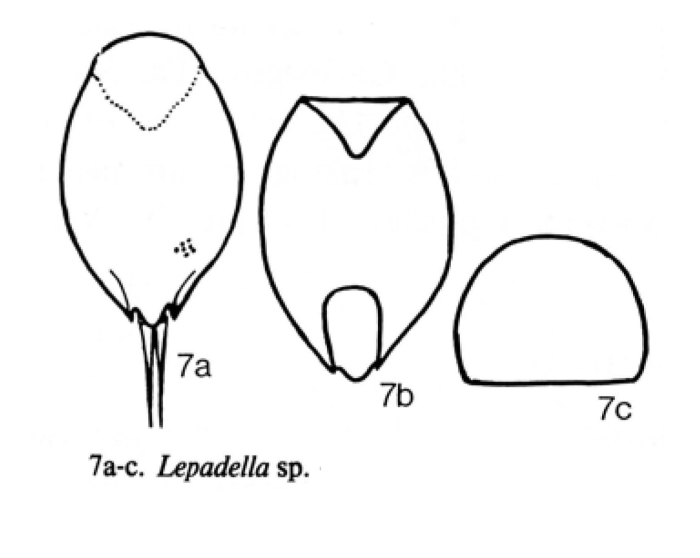 Lepadella bidentata Lepadella bidentata