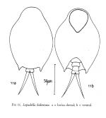 Lepadella bidentata