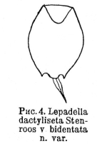 Lepadella bidentata - Original description image