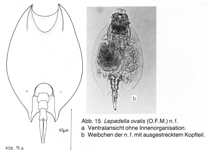 Lepadella biloba Lepadella biloba