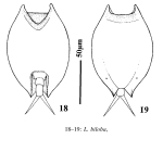 Lepadella biloba