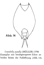 Lepadella biloba