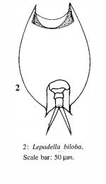 Lepadella biloba