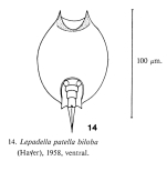 Lepadella biloba