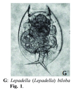 Lepadella biloba