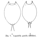 Lepadella biloba