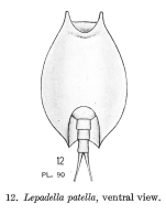 Lepadella biloba