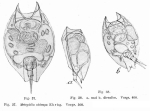 Lepadella biloba