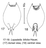 Lepadella biloba