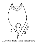 Lepadella biloba