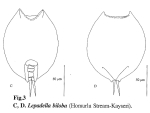 Lepadella biloba