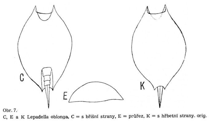 Lepadella biloba Lepadella biloba