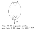 Lepadella biloba