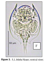 Lepadella biloba