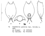 Lepadella biloba - Original description image