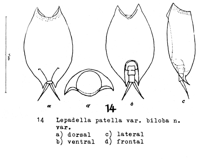 Lepadella biloba - Original description image