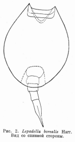 Lepadella borealis