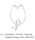 Lepadella borealis